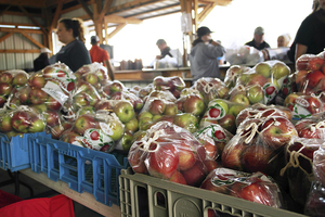 Apples could be purchased by the pack or the pound at numerous booths around the festival. The apples all came from local New York farms such as Deer Run Farms Apple Orchard.