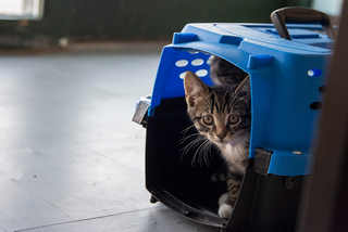 A kitten peeks out from a carrier crate.